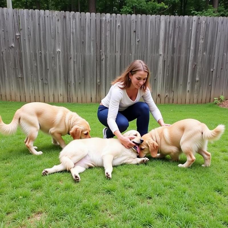 Neuse River Golden Retriever Rescue Available Dogs