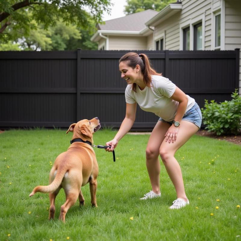 Preventing Lost Dogs in Miami