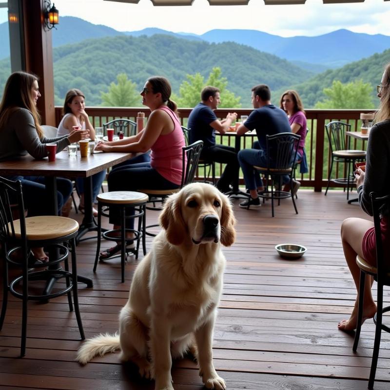 Dog-friendly outdoor restaurant in Boone