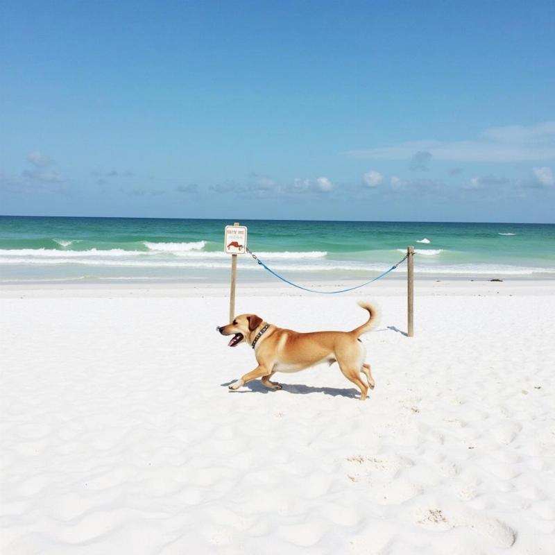 Panama City Beach Dog Beach Access