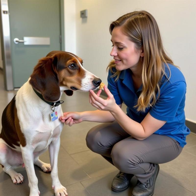 Staff Interacting with Dogs at Provo Daycare