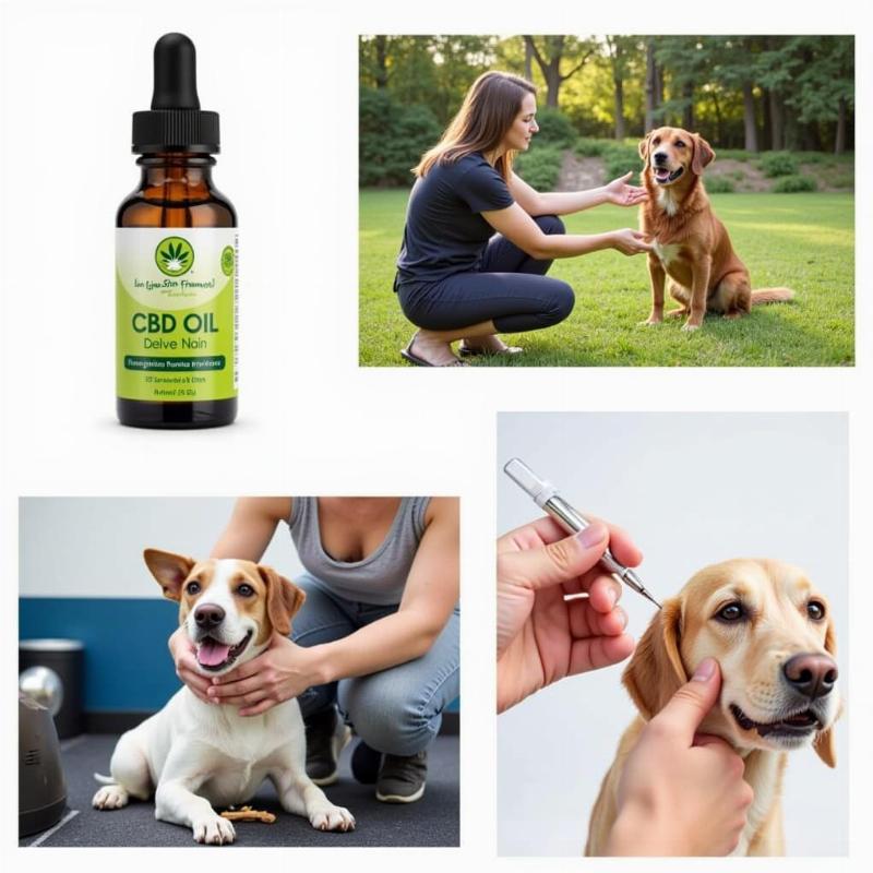 Safe Alternatives for Dog Anxiety and Pain