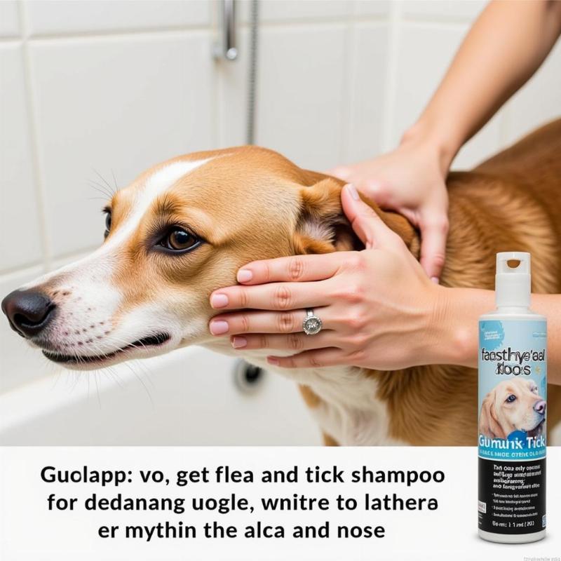 Applying safe flea and tick shampoo to a dog