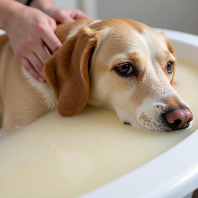 Bathing a dog with oatmeal