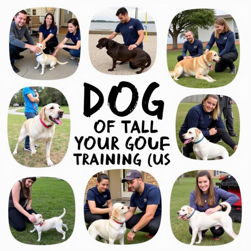 Finding the perfect dog trainer in San Marcos