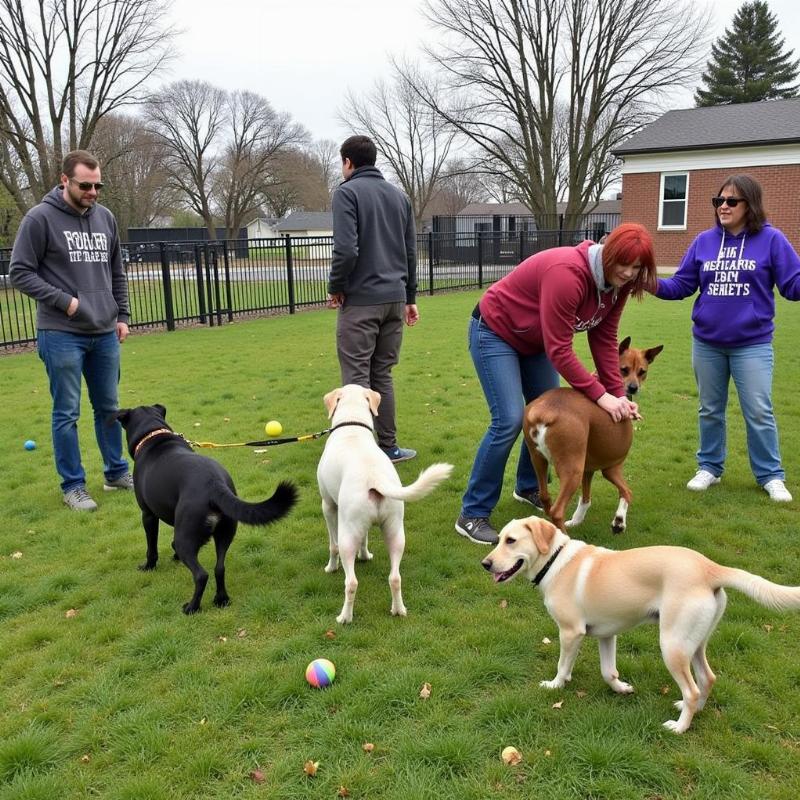 Volunteers Playing with Shelter Dogs