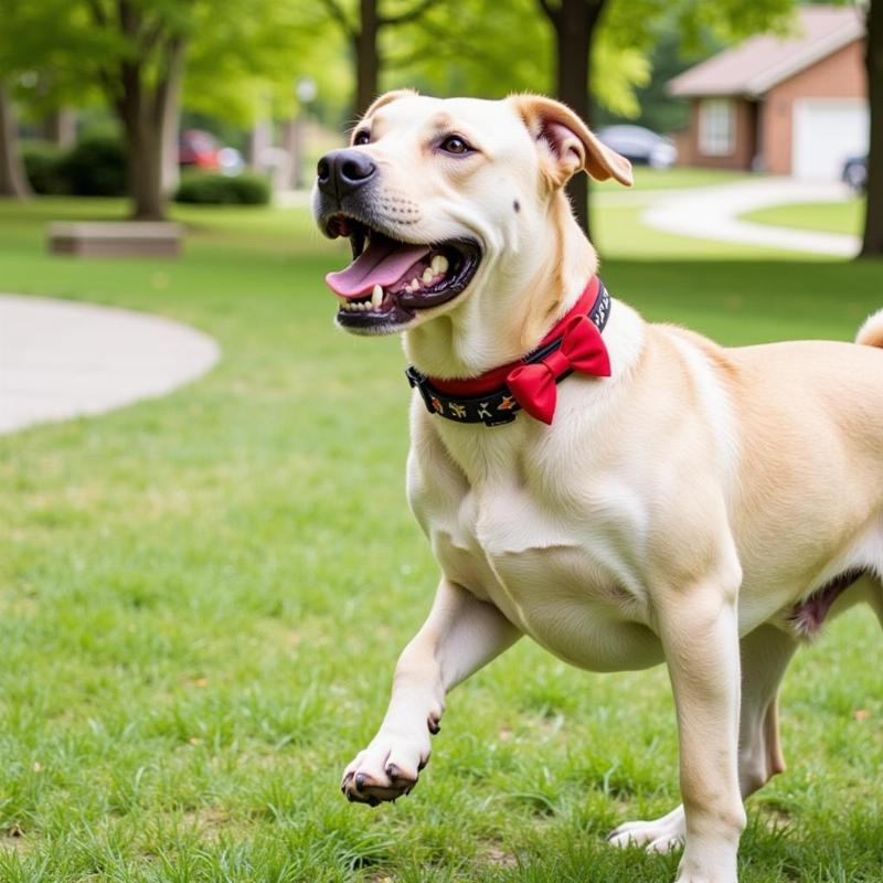 Safe Collars for Large Dogs