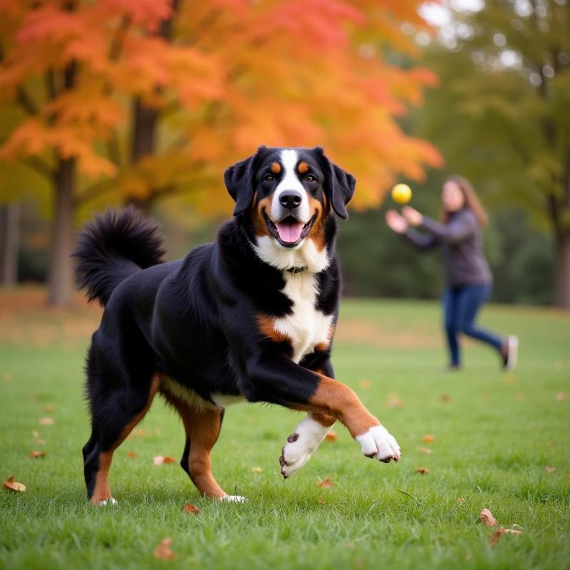 Bernese Mountain Dog in Indiana