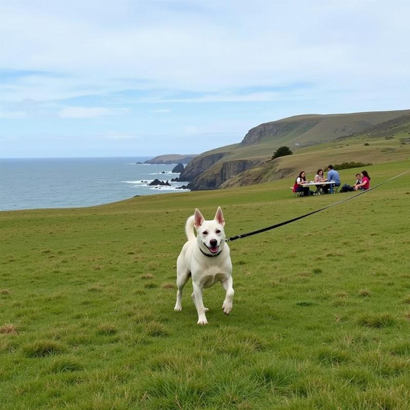 Dog Friendly Area at Brenton Point State Park