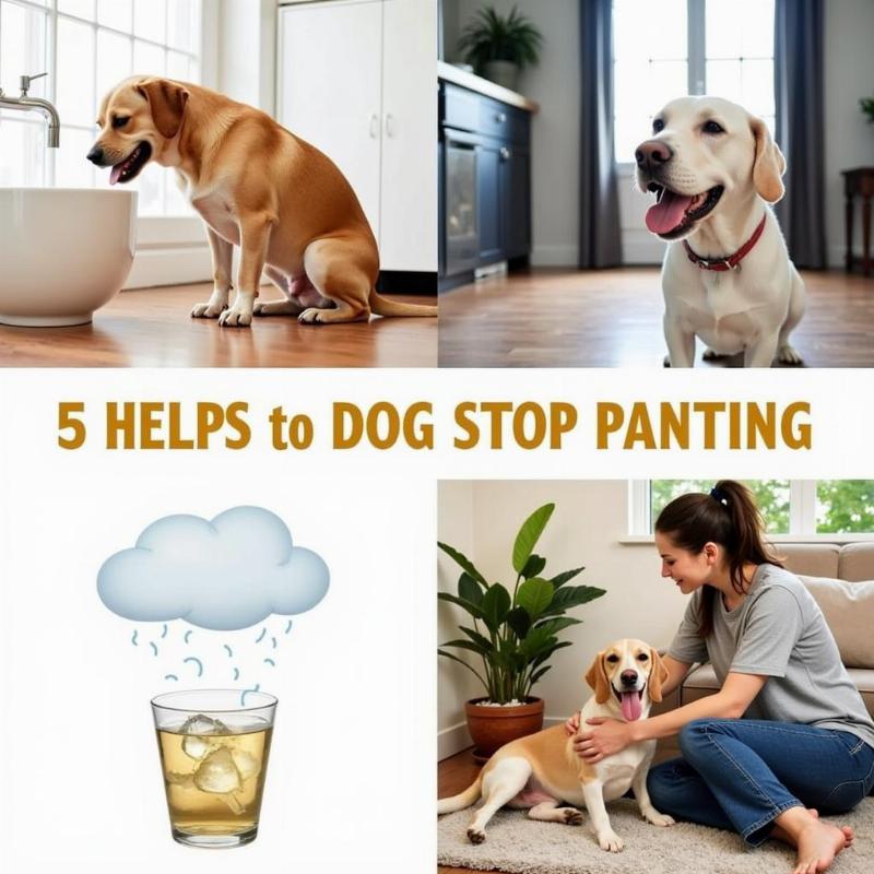 Helping a dog stop panting