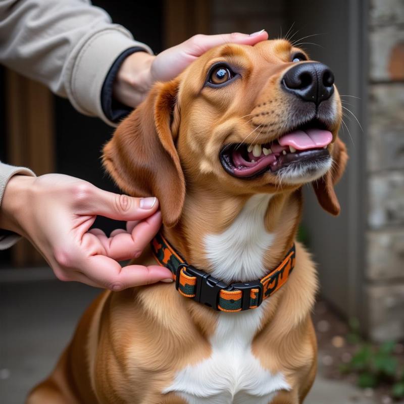 Demonstrating how to properly fit a camo and orange dog collar on a dog