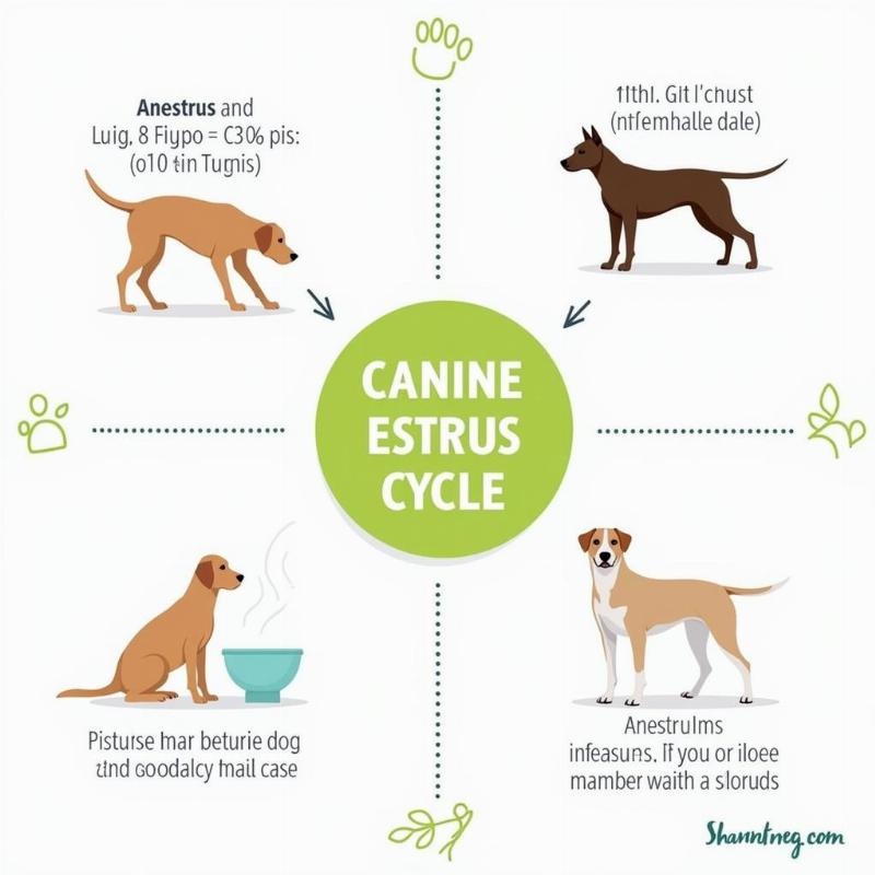 Canine Estrus Cycle Stages