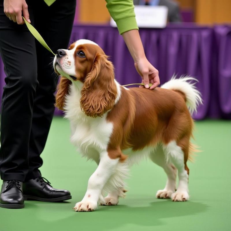 Cavalier King Charles Spaniel Show Dog Training