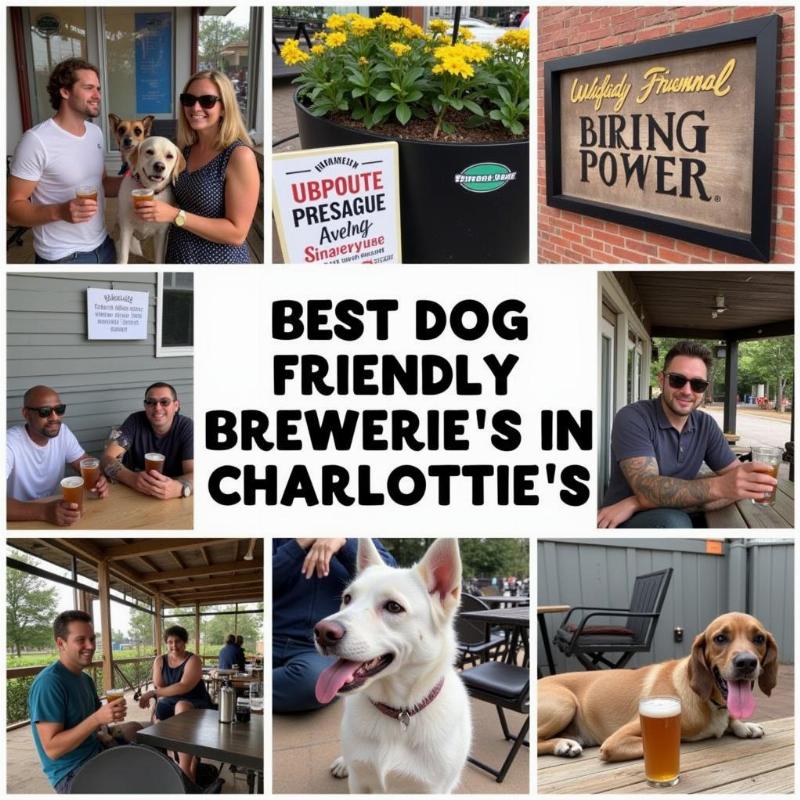 Dog-Friendly Breweries in Charlotte