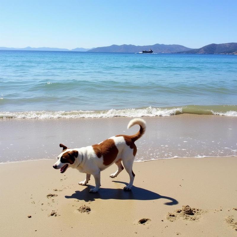 Dog enjoying Descanso Bay beach in Catalina