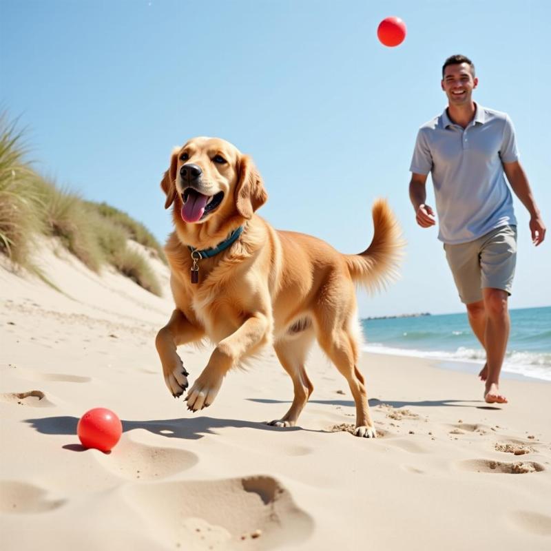 Dog playing with owner on Cape Cod beach