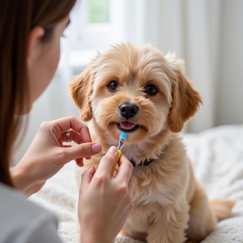 Dog Getting Teeth Brushed