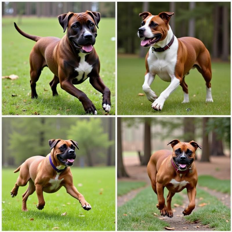 Boxer-like breeds exercising