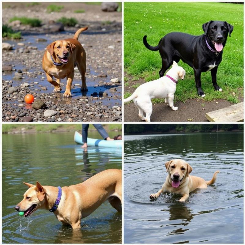 Dogs Participating in Outdoor Activities