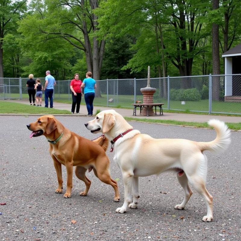 Church Hill Dog Park in Richmond VA