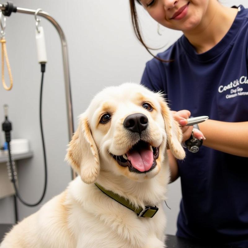 Dog being groomed at Coat and Claw Dog Spa