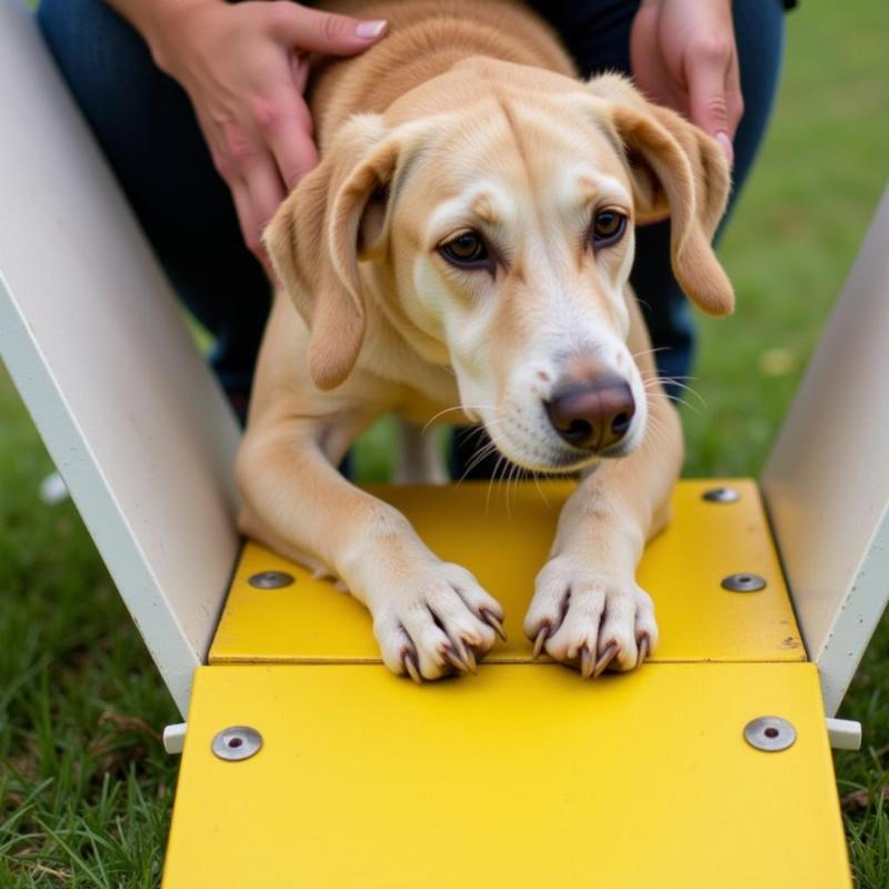 Dog Agility A-Frame Contact Training