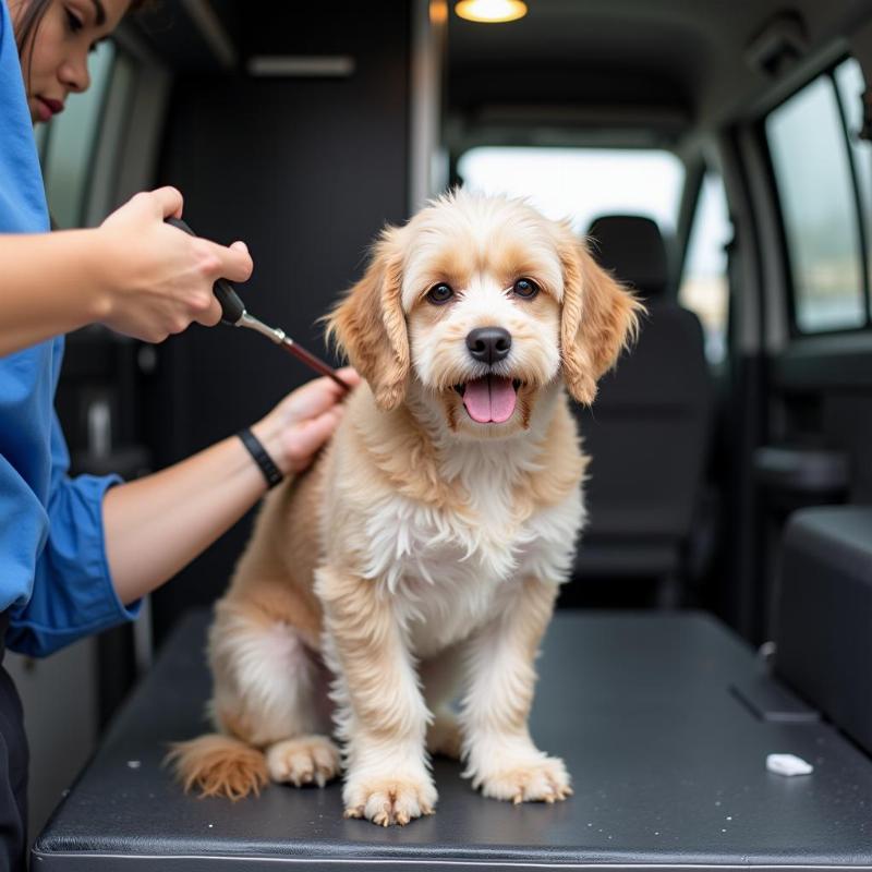 Dog Being Groomed in Mobile Van