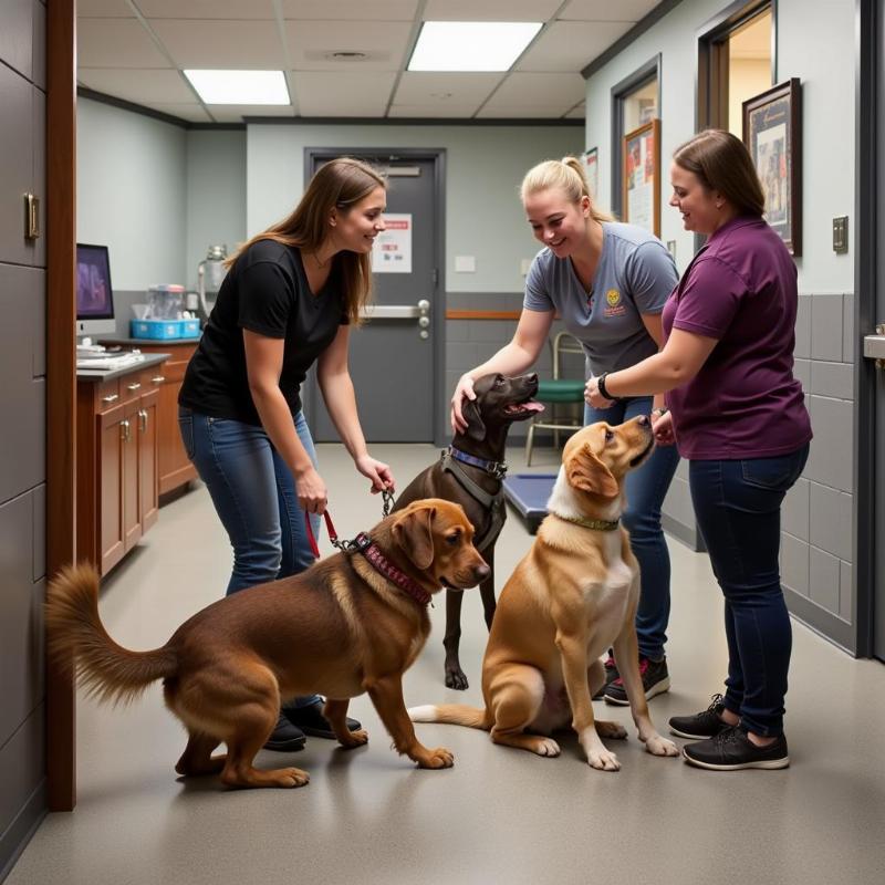 Staff Interacting with Dogs at Grand Island Boarding Facility