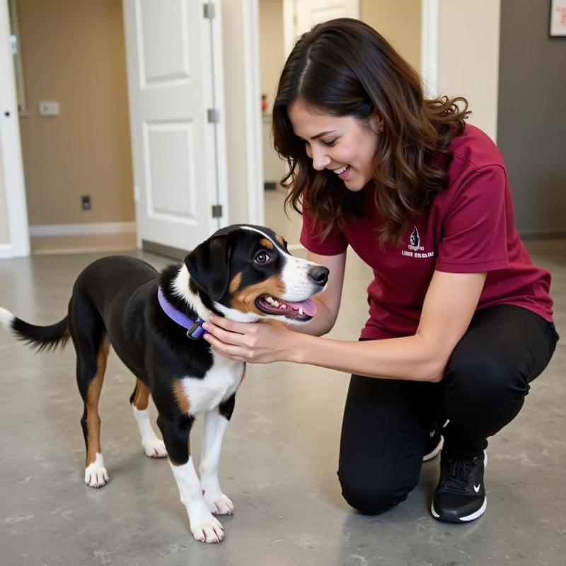 Dog Day Care Tinley Park Staff Interaction