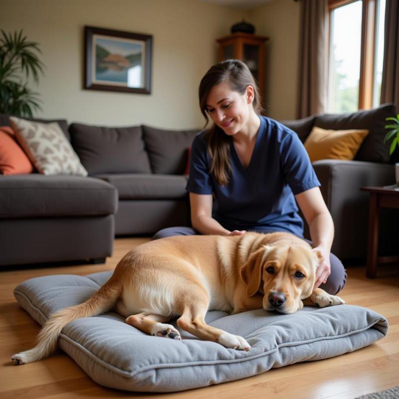 Dog Enjoying In-Home Boarding in Flagstaff