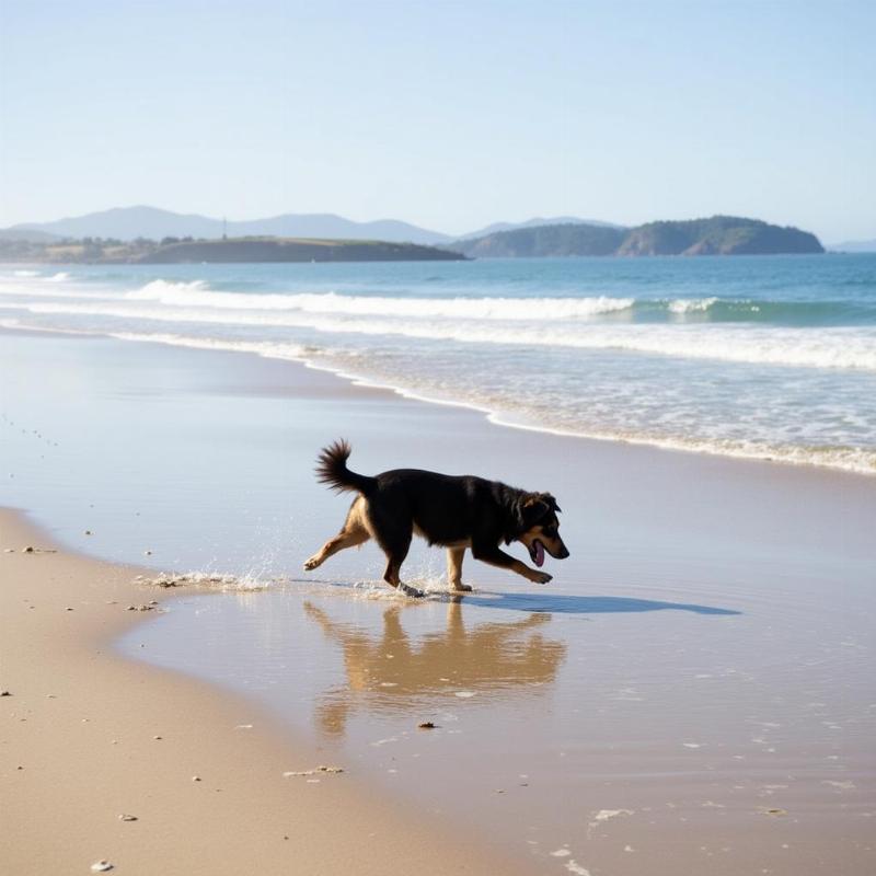 A dog enjoying the beach in Marin County