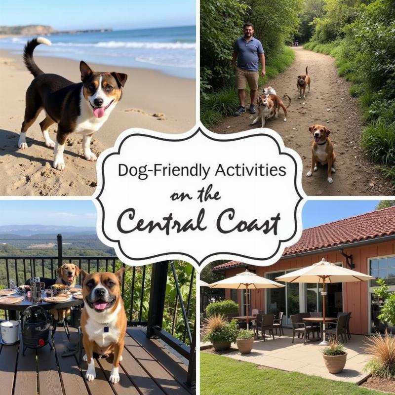 Dog-Friendly Activities on the Central Coast of California