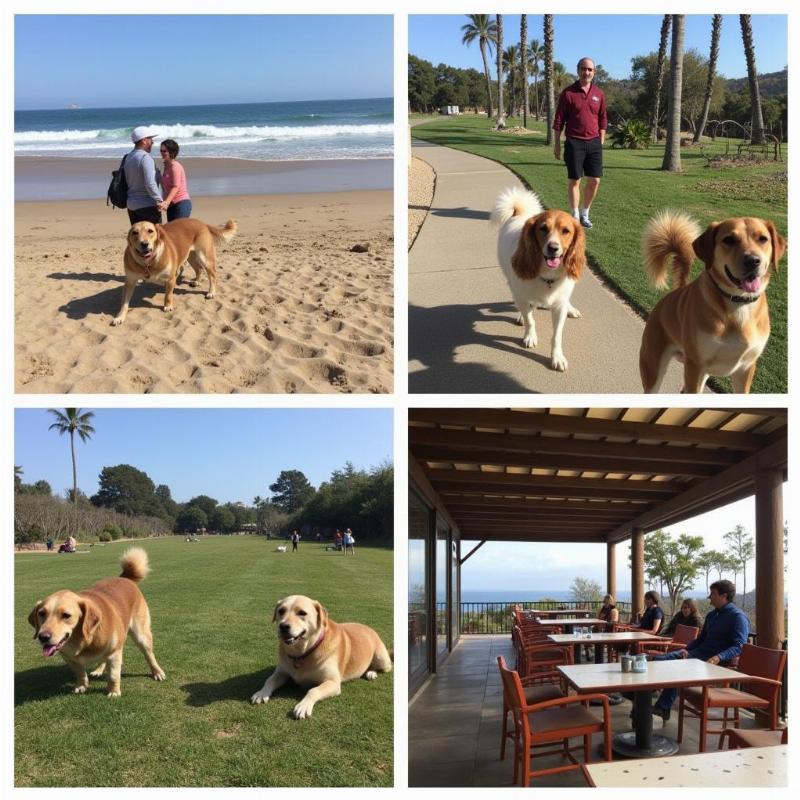 Fun Dog-Friendly Activities in San Clemente