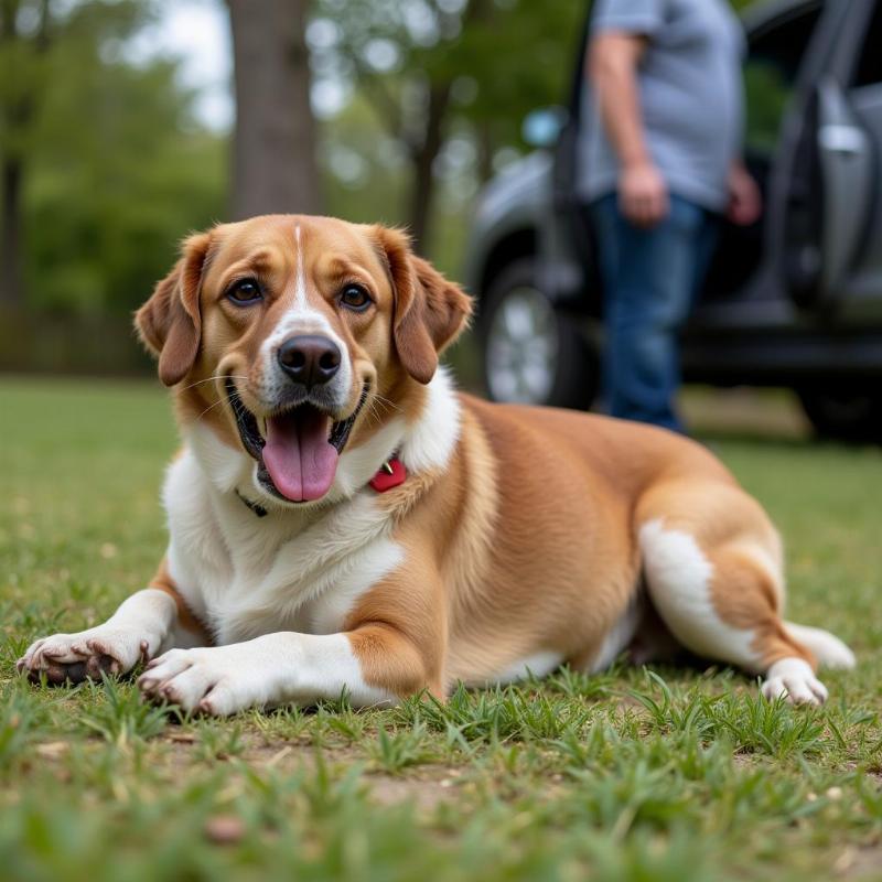 A Dog Experiencing a Seizure: Importance of Immediate Veterinary Care