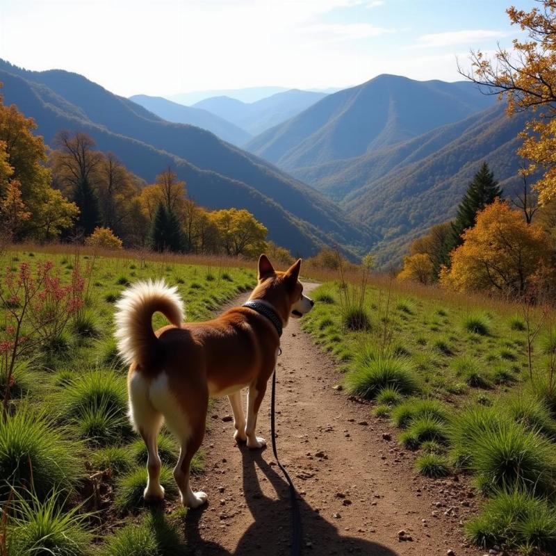 Dog hiking in Shenandoah National Park