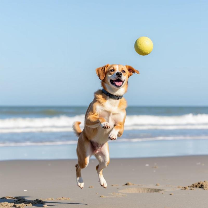 Dog playing fetch on Oak Island Beach