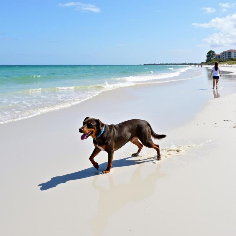 Dog playing on a dog-friendly beach near Navarre, Florida