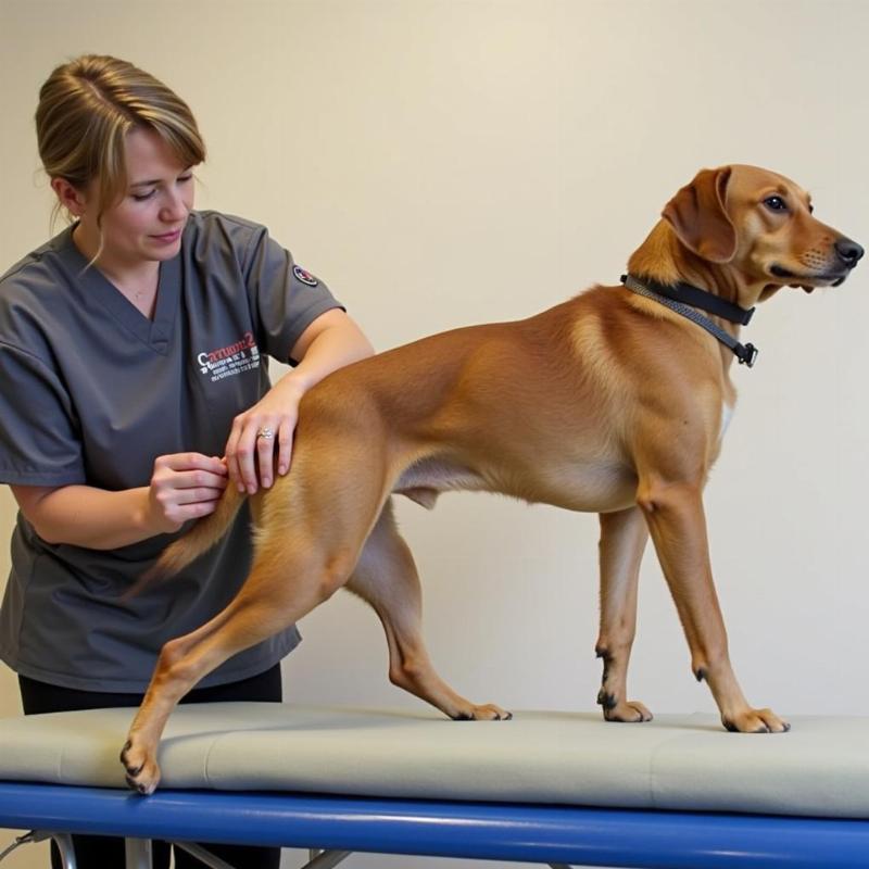 Dog undergoing physical therapy for a leg injury