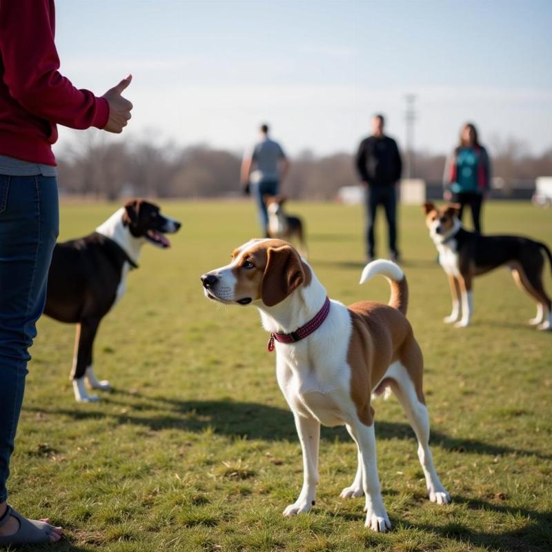 Dog Training Session in Kansas City