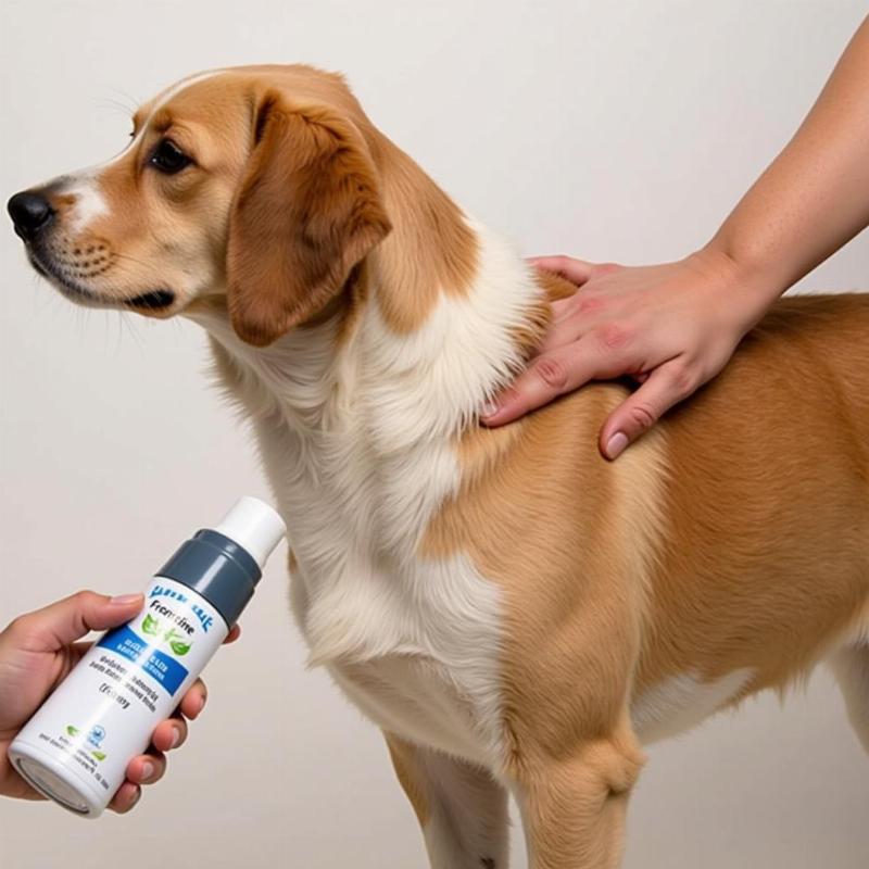 Applying Frontline Spray to a Dog