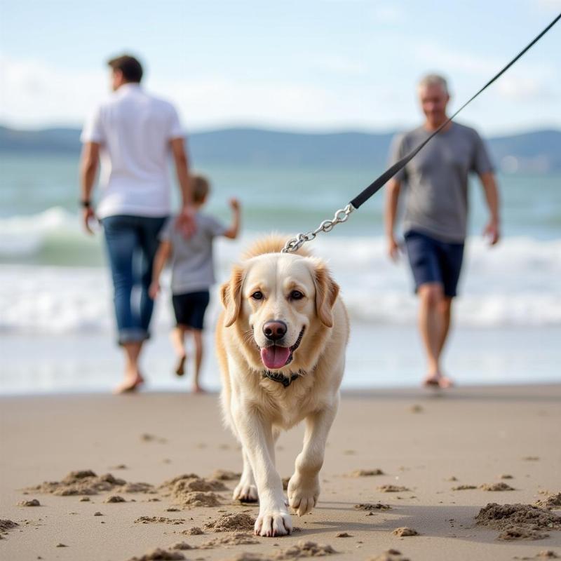 Kirk Park Beach Dog Friendly Fun