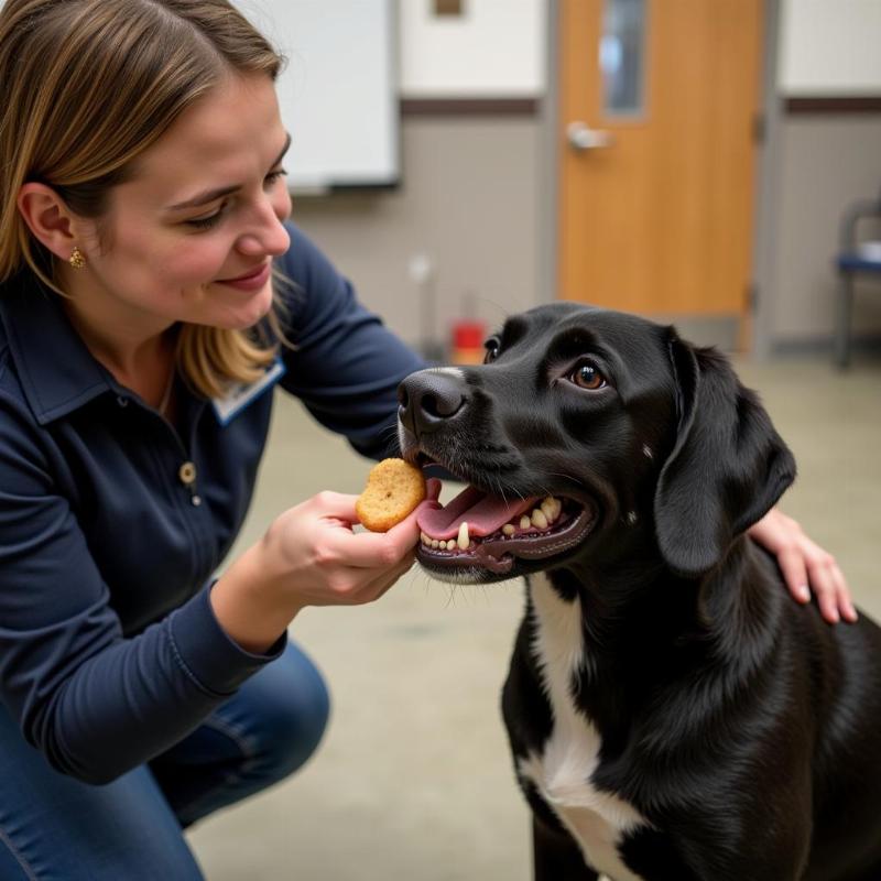 Legal and Ethical Dog Training in the US