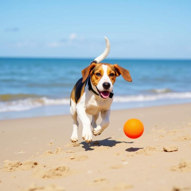 Dog Playing on Long Island Beach