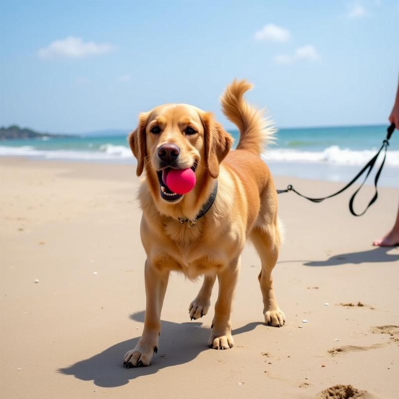 Dog playing fetch on a Martha's Vineyard beach