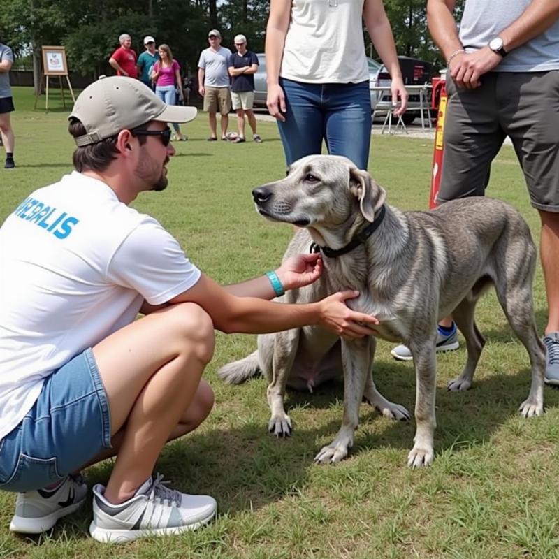 Meet and Greet with an Adoptable Cattle Dog