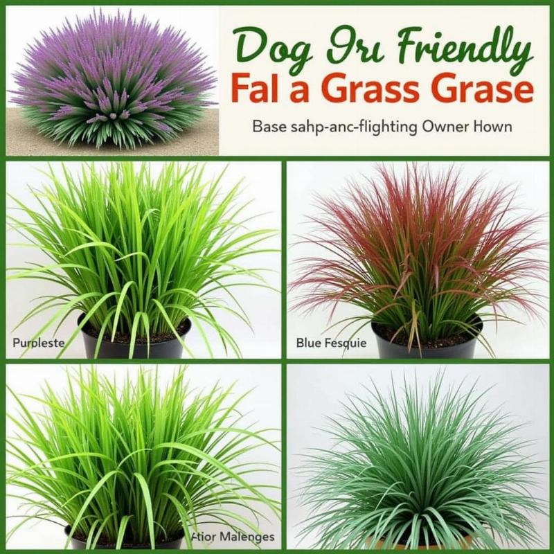 Safe ornamental grasses for dogs