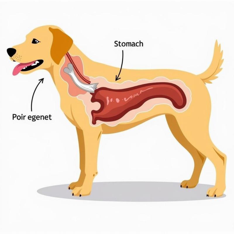 Dangers of Cooked Chicken Bones