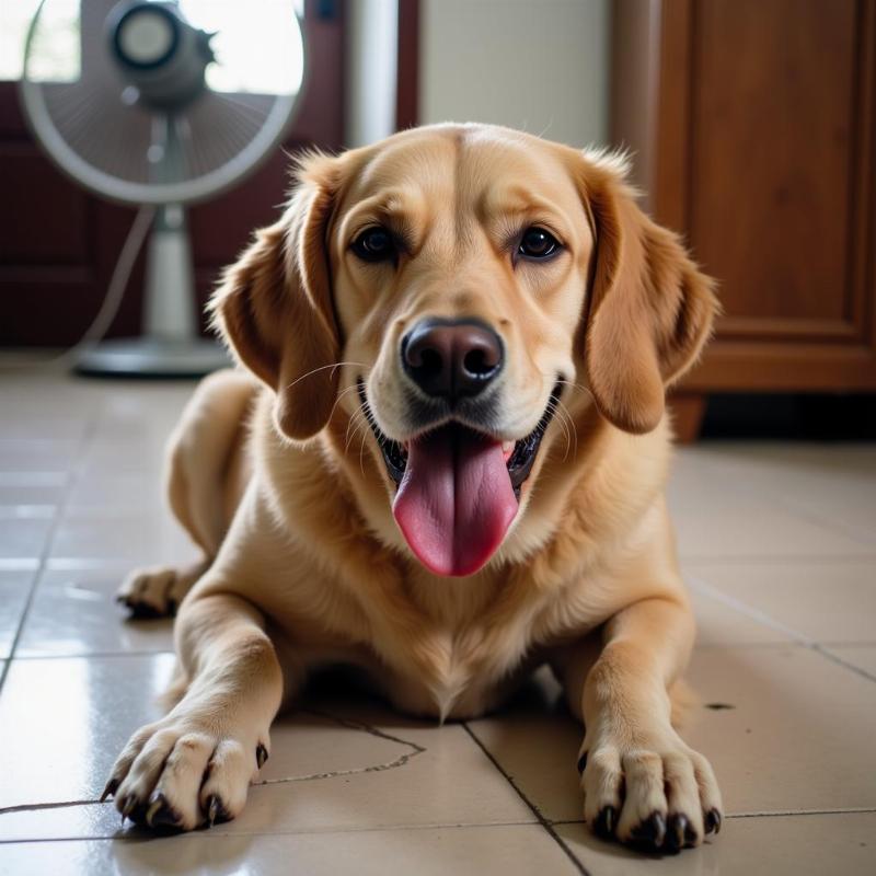 Dog panting due to heat and humidity