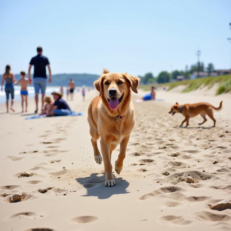 Dog-Friendly North Hampton State Beach