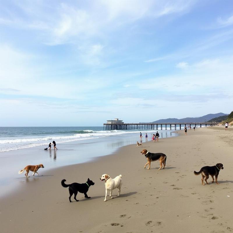 Dog-friendly area at Pismo Beach